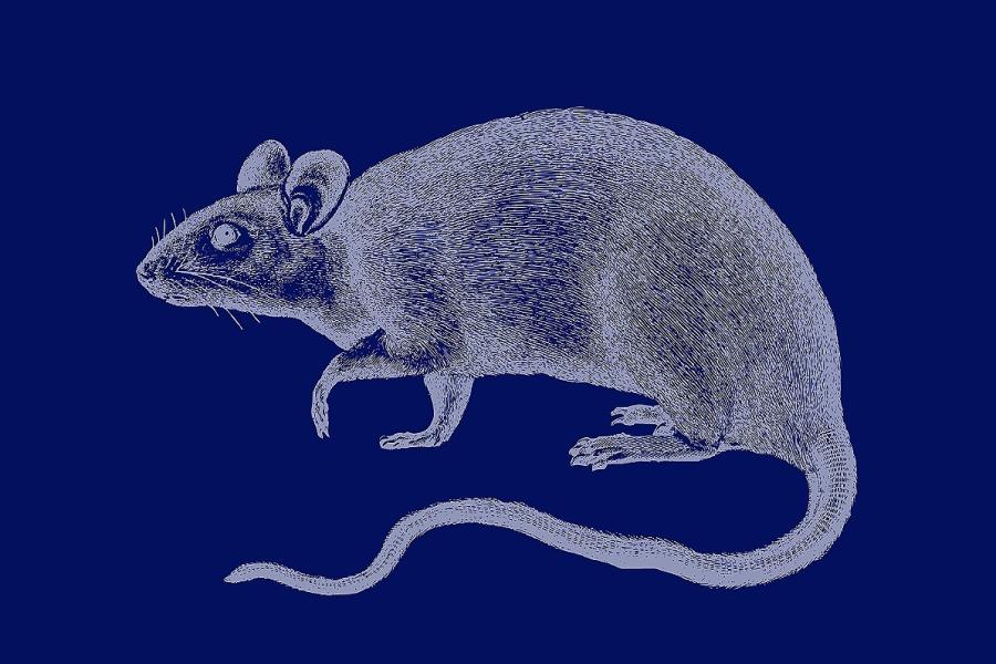 Fine line illustration of a rat against a navy blue background.